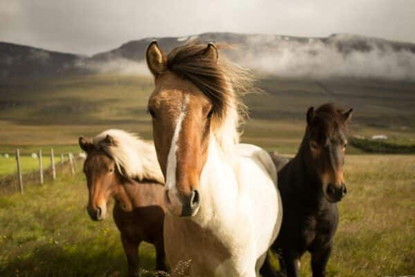 Three graceful horses